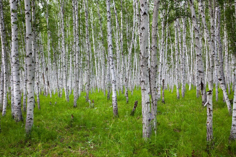 Birch royalty free stock image Birch royalty free stock image