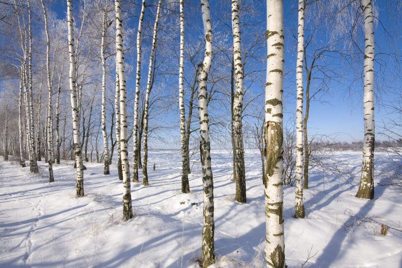 Birch alley