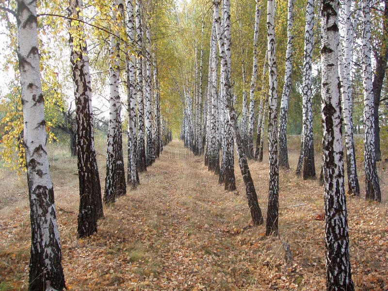 Birch alley2