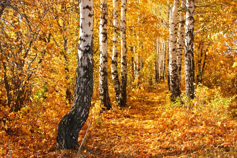 Birch autumnal alley.