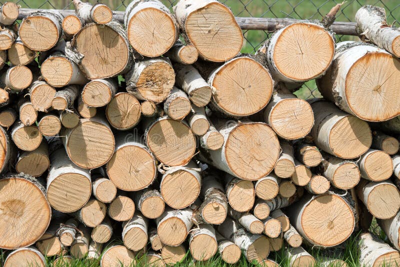 Birch background stock photo