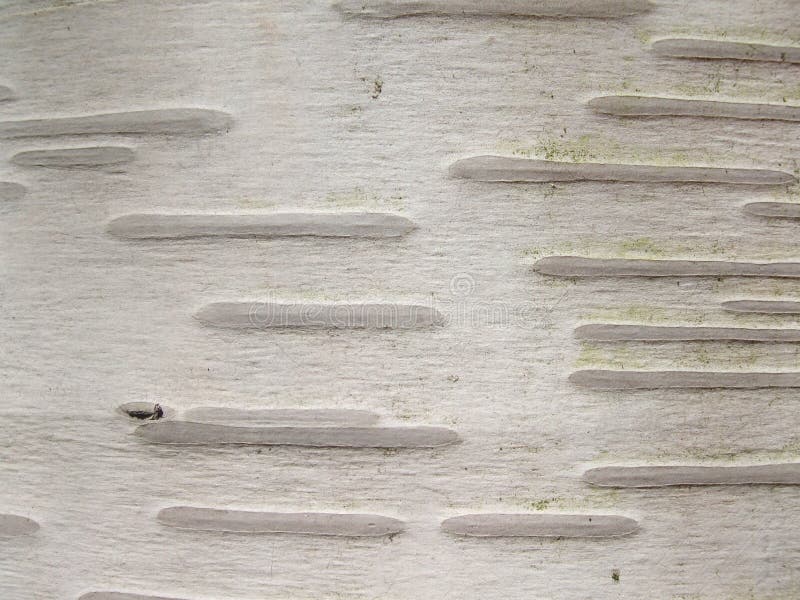 Birch bark royalty free stock photography