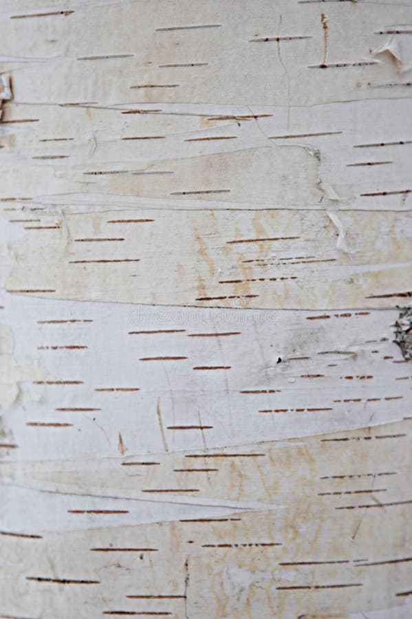 Birch Bark. Texture Stock Photo, Picture and Royalty Free Image. Image  39087250.