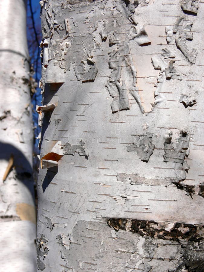 Birch Bark