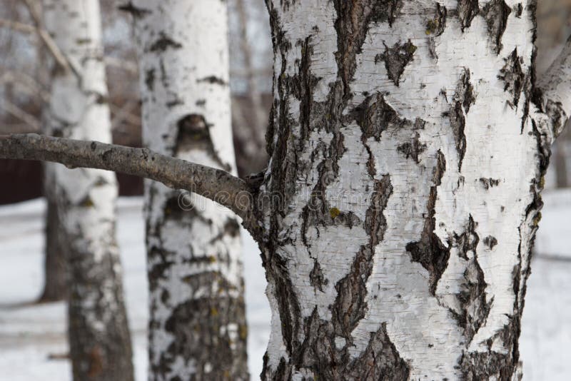 Birch bark as background winter royalty free stock photo