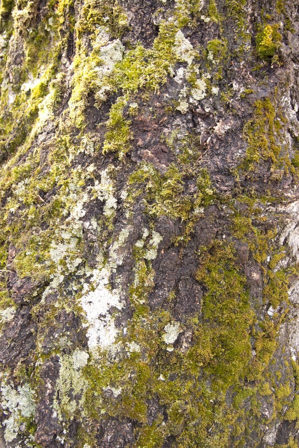 birch bark covered with green moss stock photos birch bark covered with green moss stock photos