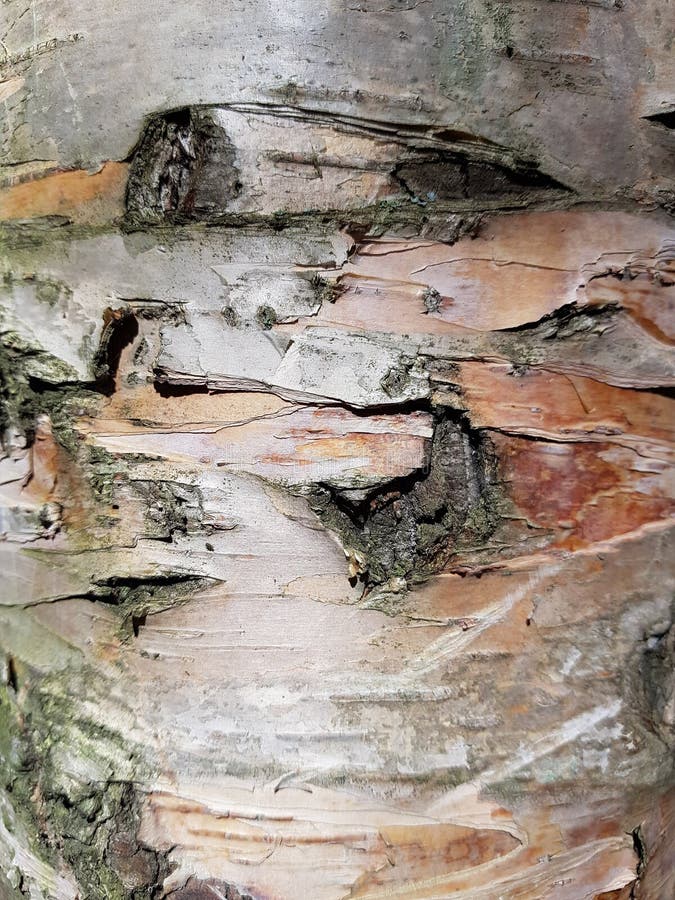 Burlap and Birch Bark on the Old Wood Stock Image Image of abstract