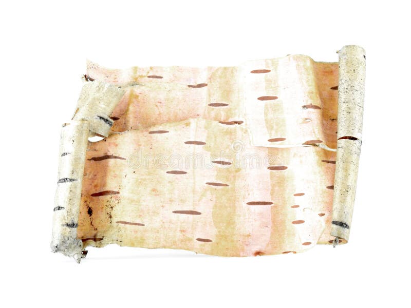 Birch bark scroll isolated on white background