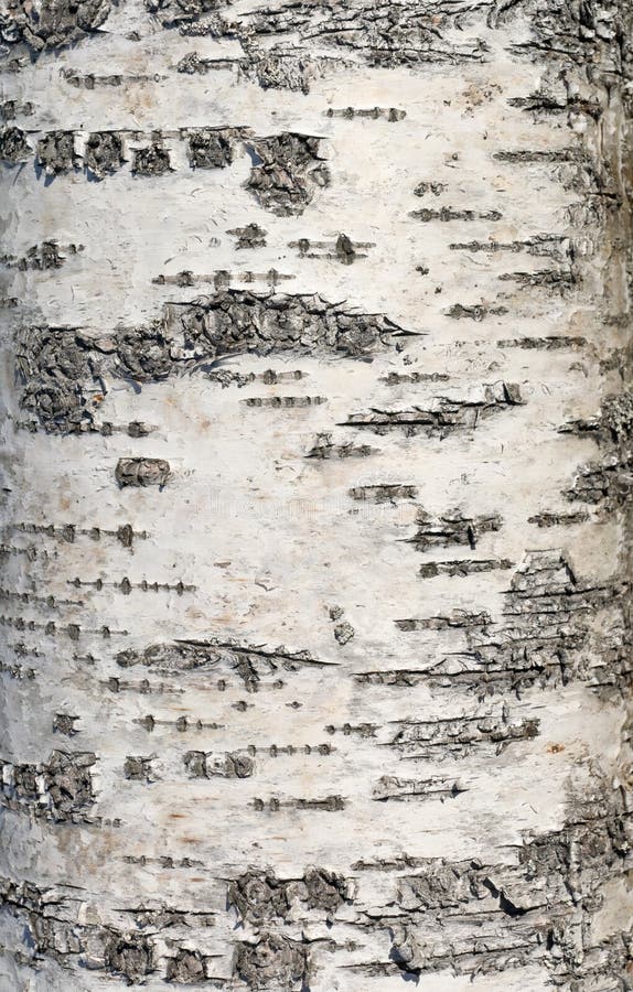 Birch bark texture stock image