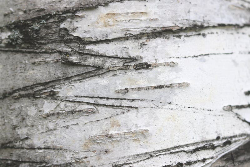 Amazing Birch Bark Texture – Free Nature Stock