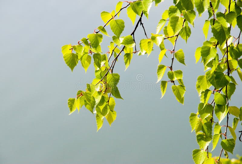 Birch branch royalty free stock image Birch branch royalty free stock image