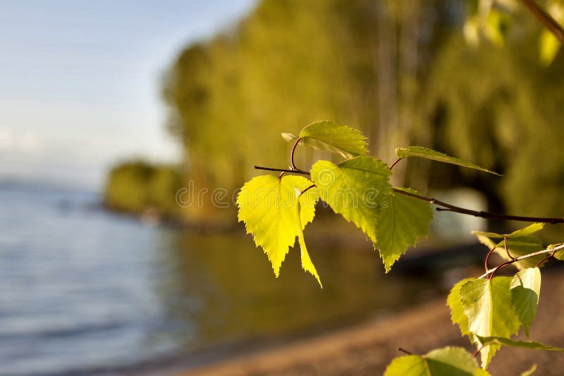 Birch branch with green royalty free stock image Birch branch with green royalty free stock image