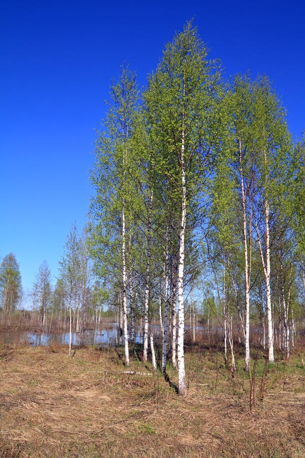 Birch copse