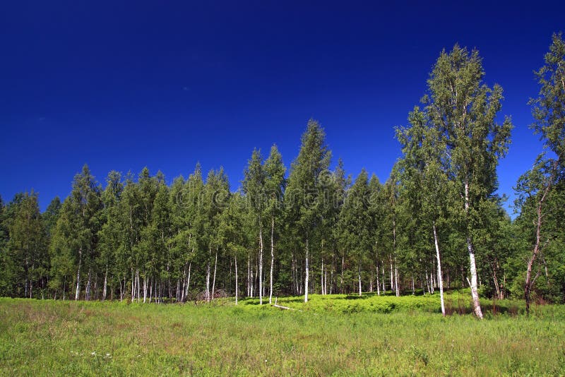 Birch copse