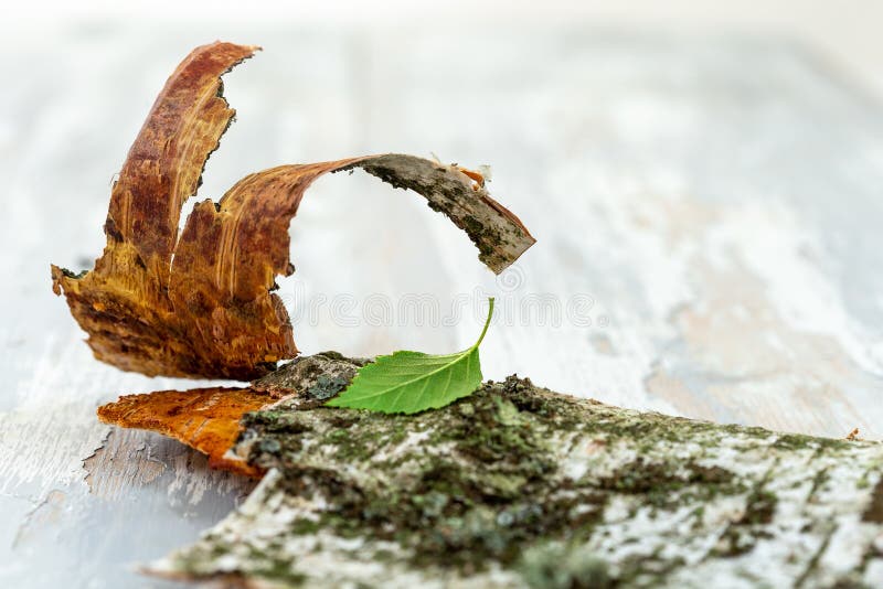 Birch. Dry plants. Herbal medicine, phytotherapy medicinal trees grey background