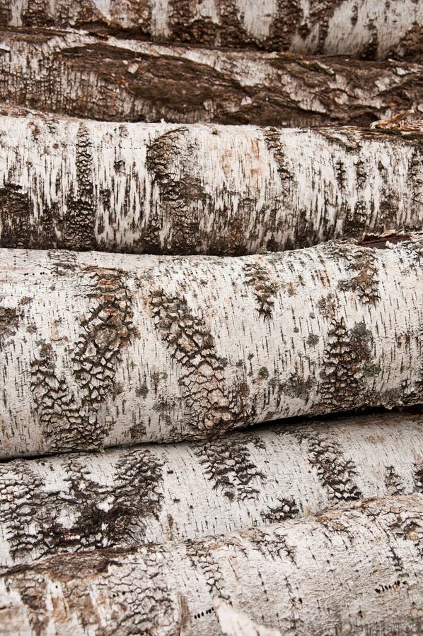 The birch firewood background stock image