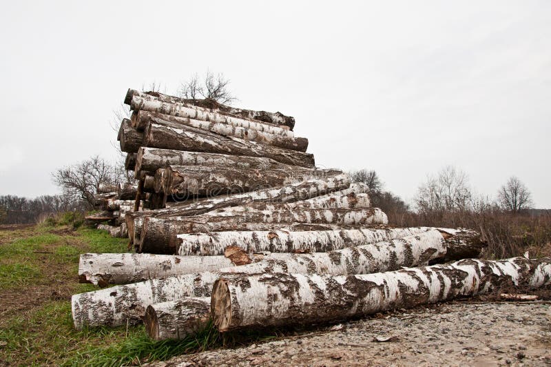 The birch firewood royalty free stock photo