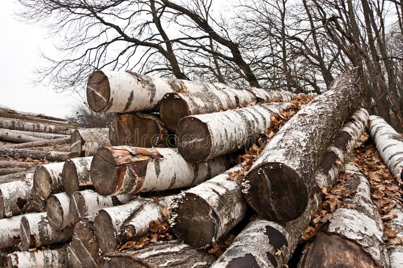 The birch firewood royalty free stock images