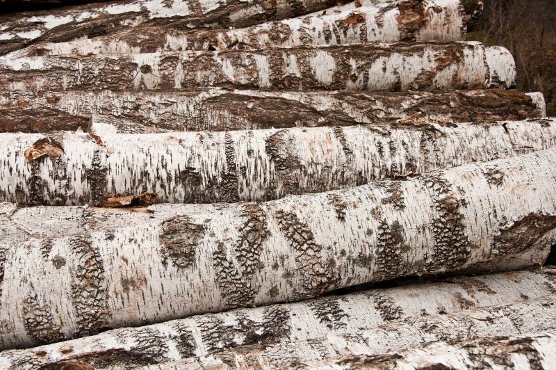 The birch firewood royalty free stock photo