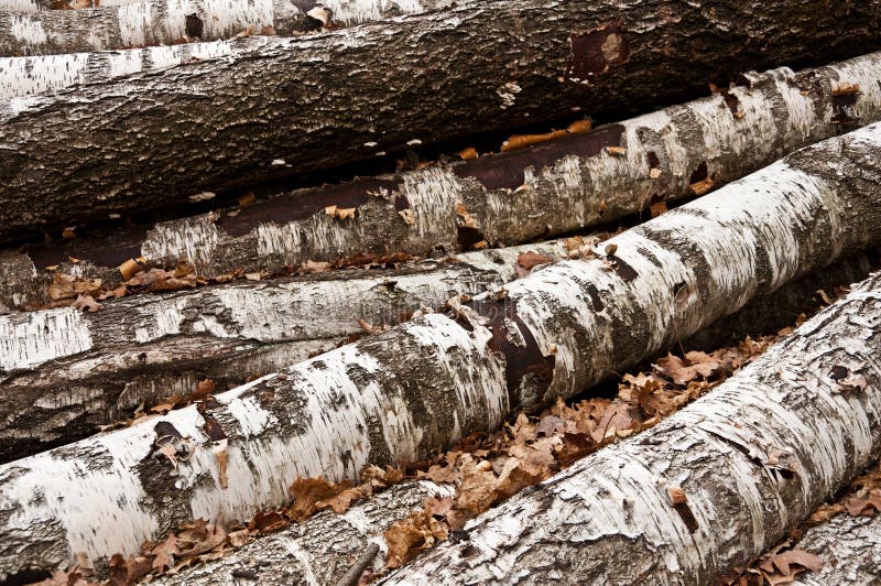 The birch firewood royalty free stock photo