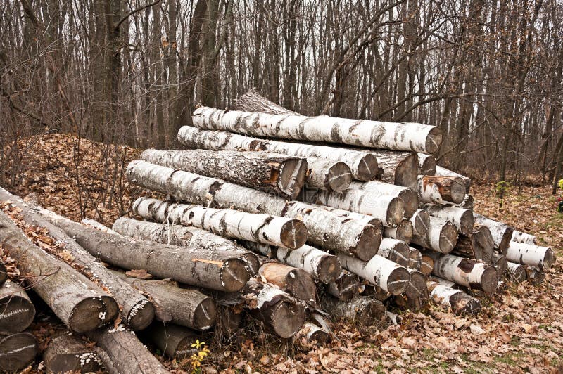 The birch firewood royalty free stock photo