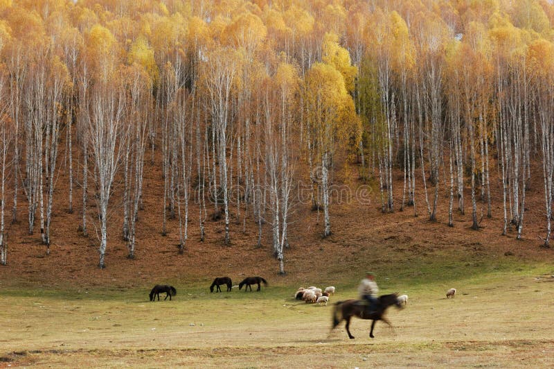 Birch Forest and Herdsman