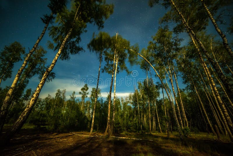 Birch Trees And The Night Sky Stock Image Image of trees, birch 46820859