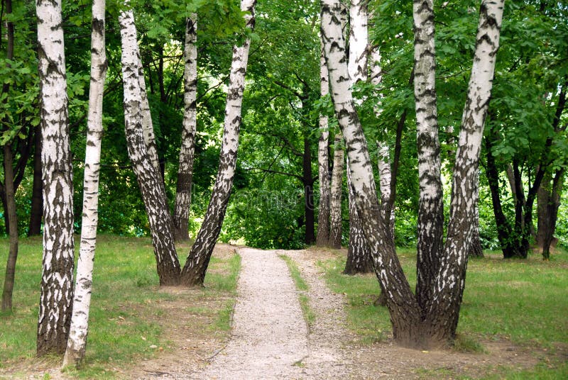 Birch forest path