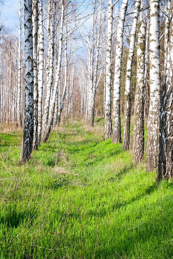 Birch forest in the spring