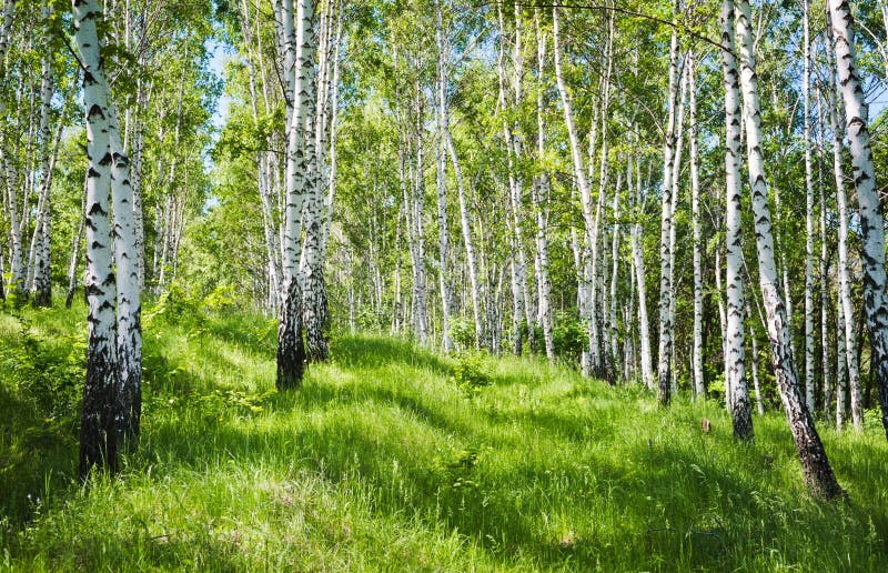 Birch forest