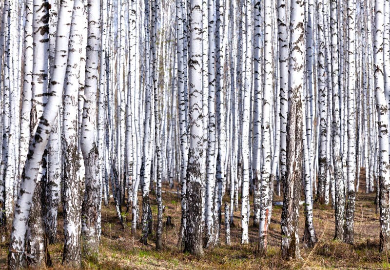 Birch forest in spring. stock photo. Image of birch - 166163116