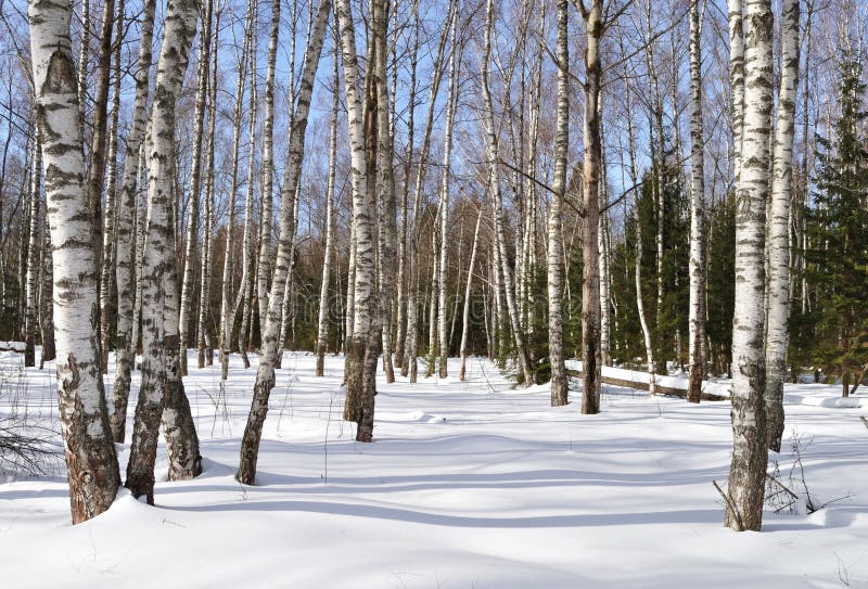 Birch forest on sunny winter day