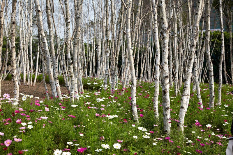 Birch forest