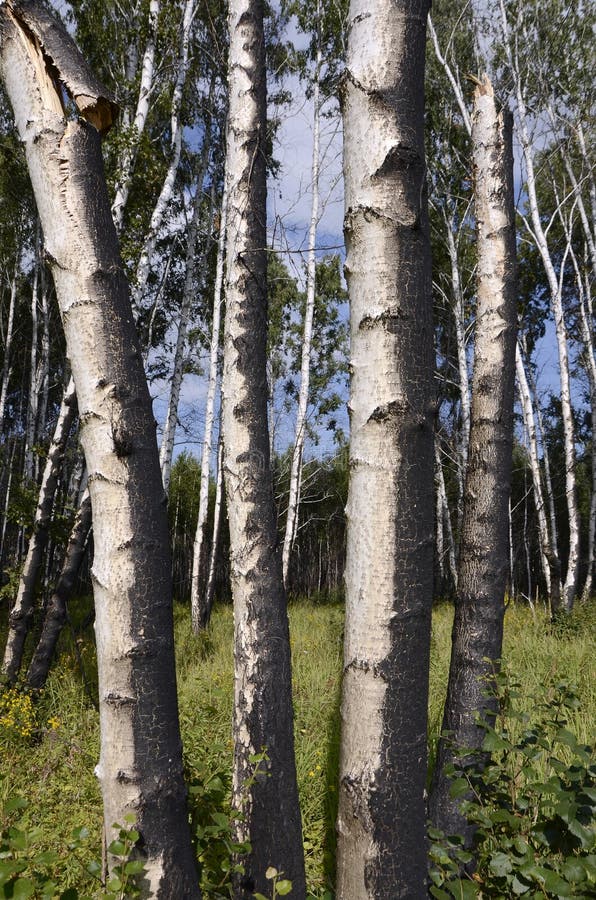 Birch Forest 2 Years after the Fire. Stock Image Image of summer, ecology 157020217
