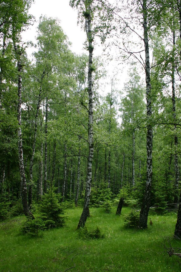 Birch glade