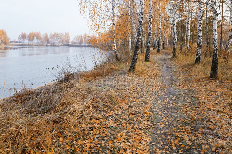 Birch Grove by the Lake in Autumn at Dawn Stock Image Image of nature