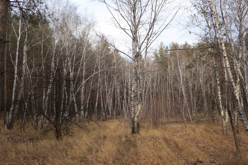 Birch Grove stock photo. Image of grove, view, landscape 63996590