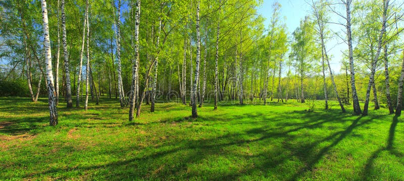 Green Forest Hill Landscape As a High Definition Panorama Stock Photo -  Image of nature, landscape: 199618368