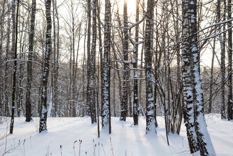 Birch grove in winter royalty free stock image Birch grove in winter royalty free stock image