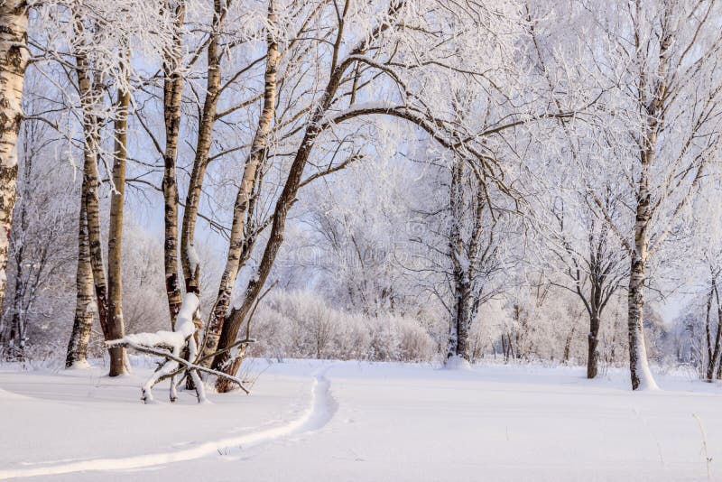 Birch grove in the winter in the snow. White trees. Trees in the snow. Snow picture. Winter landscape grove of white trees and