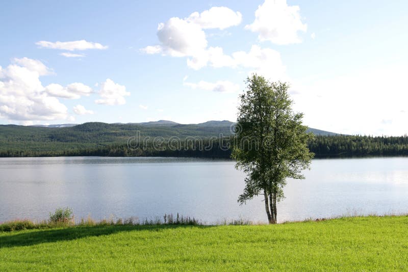 Birch by a lake