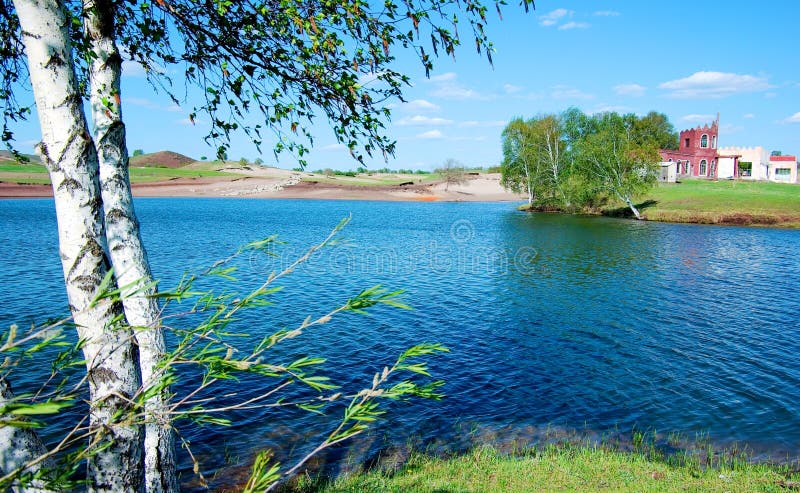 Birch and lake