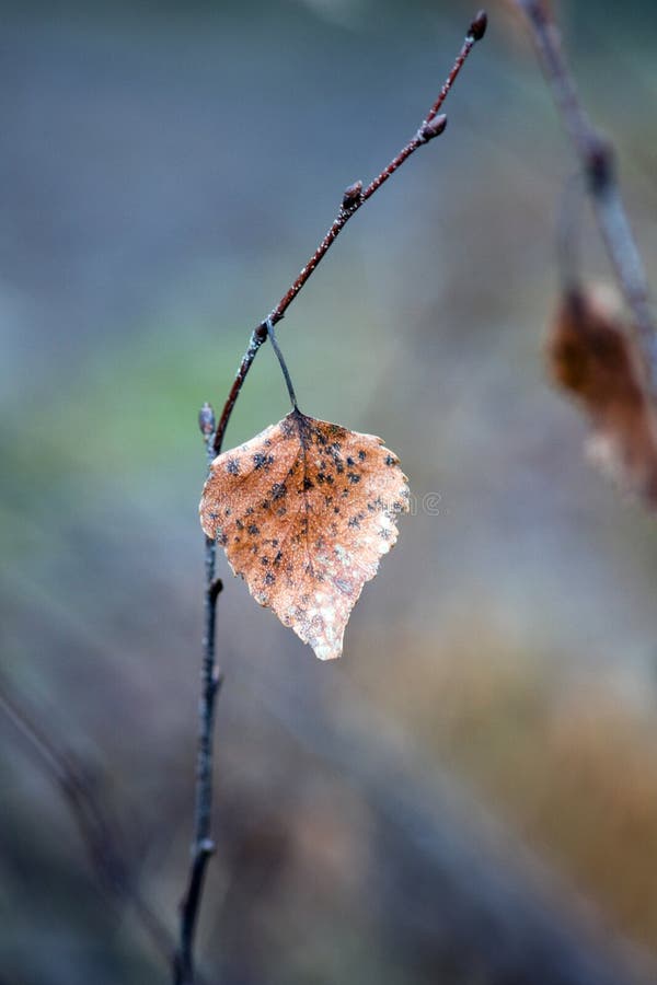 Birch leaf royalty free stock photos