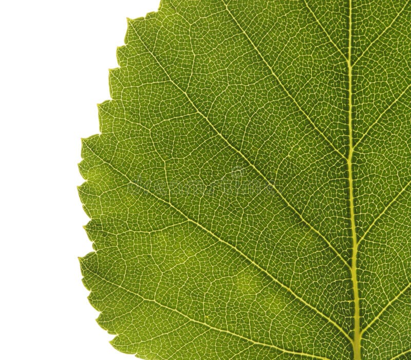 Birch leaf royalty free stock photos