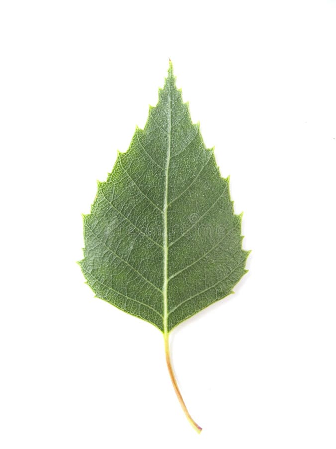 Birch leaf royalty free stock photos