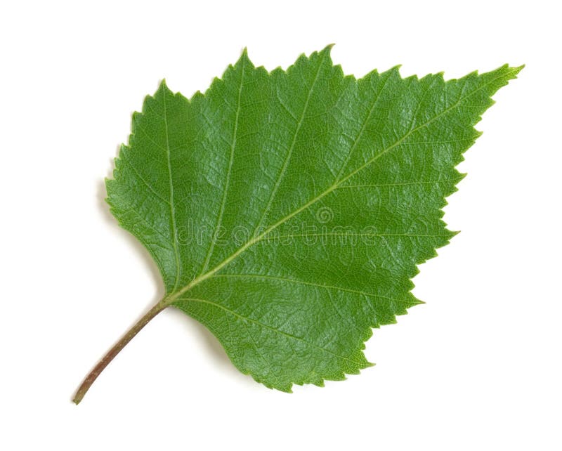 Birch leaf royalty free stock photography
