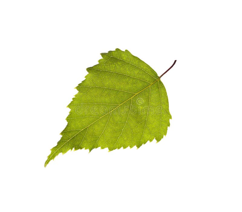 Birch leaf stock image