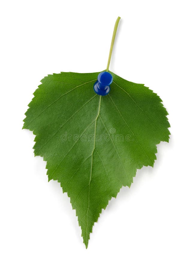 Birch leaf stock photography