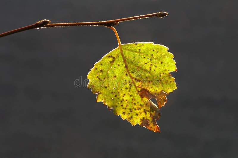 Birch leaf royalty free stock image