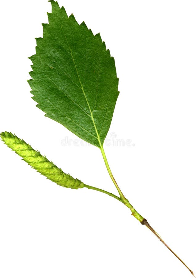 Birch Leaf stock photo